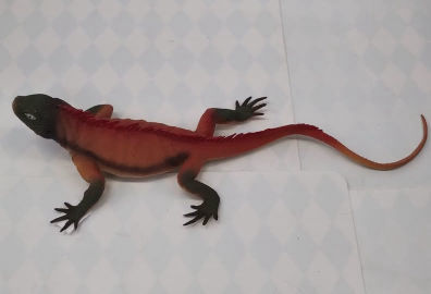 Iguana