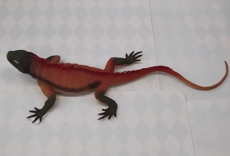 Iguana